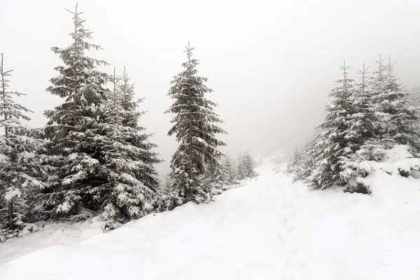 Lucfenyő ködös erdő borítja hó a téli táj. — Stock Fotó