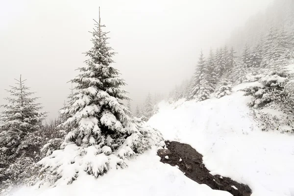 Bosque nublado de abeto cubierto de nieve en paisaje de invierno . —  Fotos de Stock
