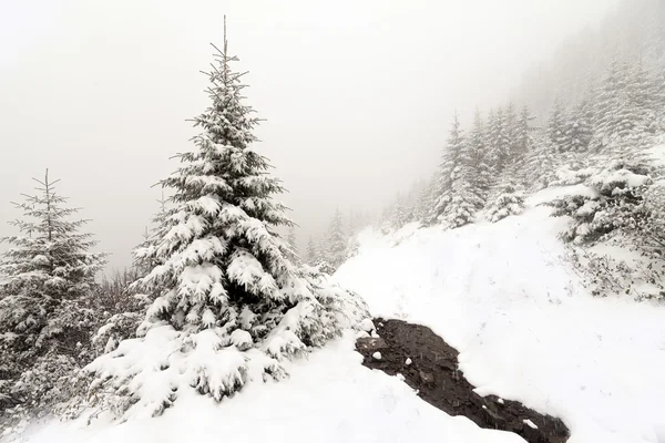 冬の風景で雪に覆われたスプルースツリー霧の森. — ストック写真