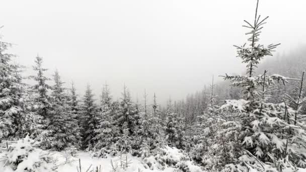 Sneeuw vallen in bos — Stockvideo