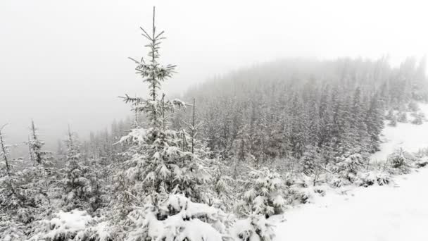 Neve caduta nella foresta — Video Stock