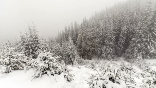 Ormanda düşen kar — Stok video