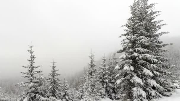 Caída de nieve en el bosque — Vídeo de stock