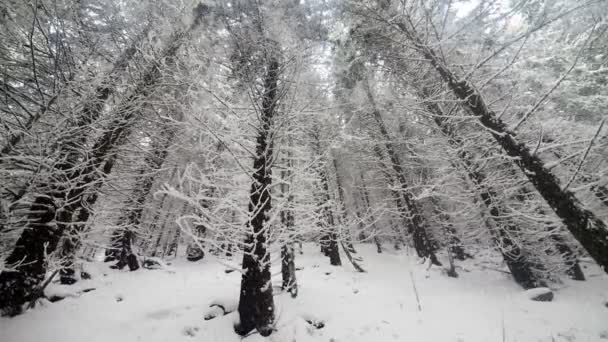 Снегопад в лесу — стоковое видео