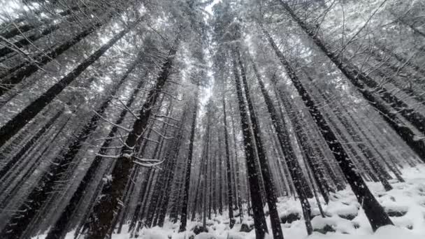 Snö faller i skogen — Stockvideo