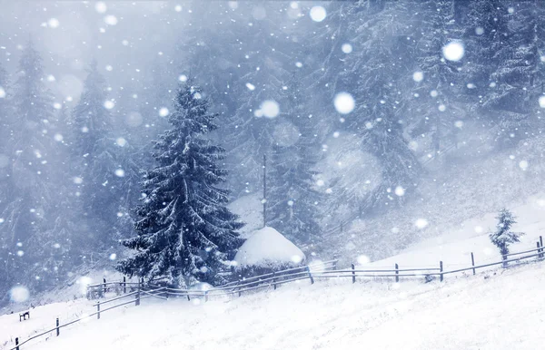 Bosque brumoso en invierno — Foto de Stock