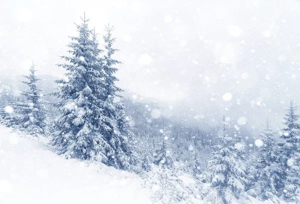 冬の風景で雪に覆われたスプルースツリー霧の森. — ストック写真