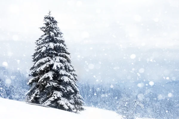Spar Boom mistig Bos bedekt met sneeuw in de winter landschap. — Stockfoto