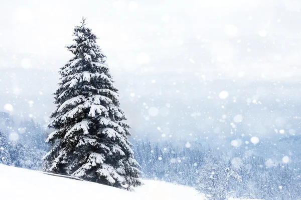 Spruce Tree sisli ormanı Kış manzarasında karla kaplı.