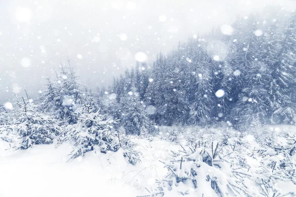 Spar Boom mistig Bos bedekt met sneeuw in de winter landschap. — Stockfoto