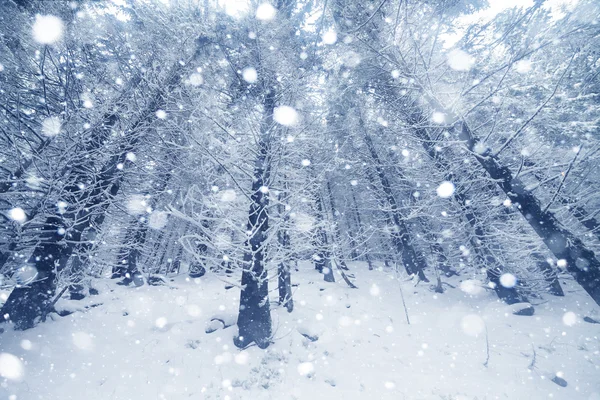 Spar Boom mistig Bos bedekt met sneeuw in de winter landschap. — Stockfoto