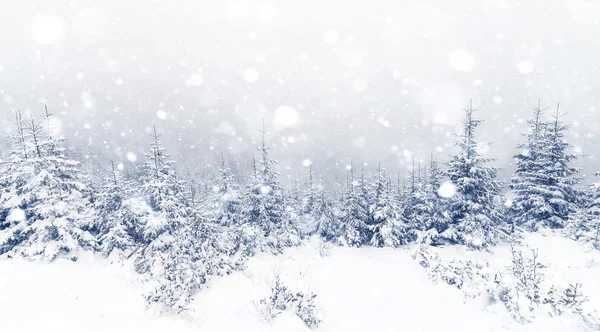 Granskog dimmig skog täckt av snö i vinterlandskapet. — Stockfoto