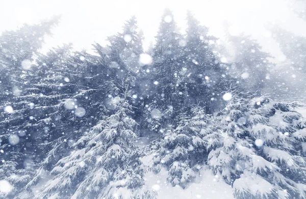 Spar Boom mistig Bos bedekt met sneeuw in de winter landschap. — Stockfoto