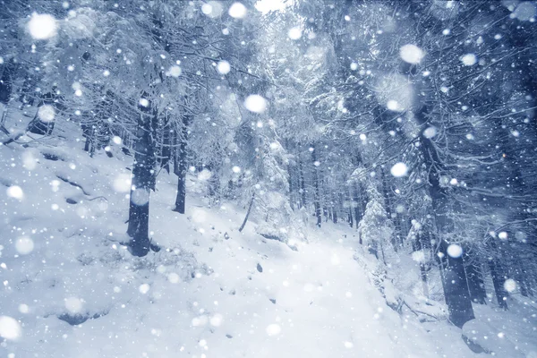 Spar Boom mistig Bos bedekt met sneeuw in de winter landschap. — Stockfoto