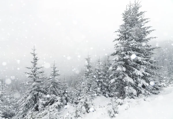 Spruce Tree sisli ormanı Kış manzarasında karla kaplı.