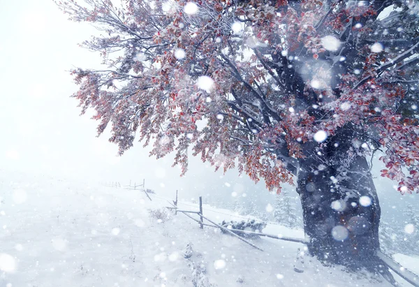 Twee seizoenen - winter en herfst scène in het park — Stockfoto