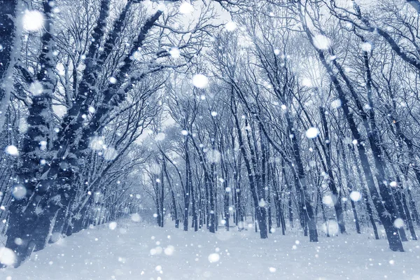 Winterlandschap, bomen bedekt met sneeuw — Stockfoto