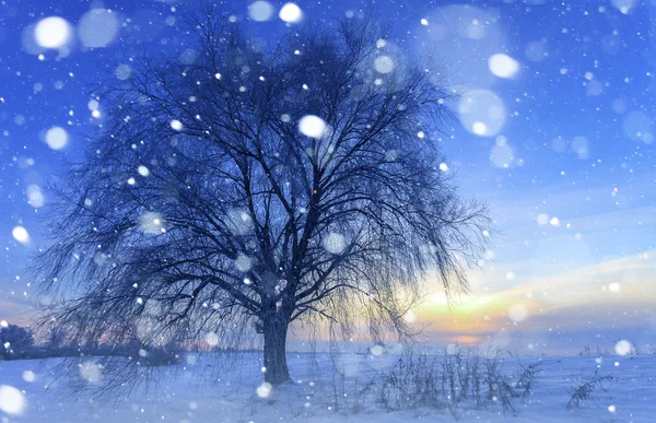 Beautiful winter landscape with snow covered trees — Stock Photo, Image