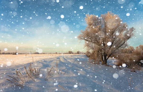 Vackert vinterlandskap med snötäckta träd — Stockfoto