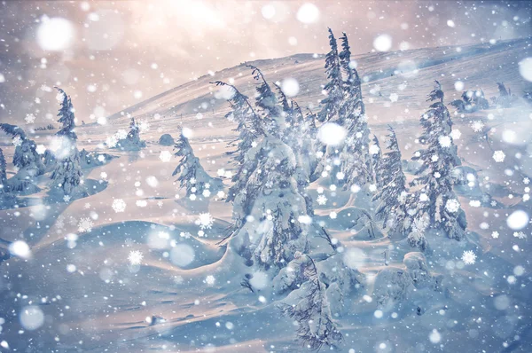 Árboles cubiertos de heladas y nieve en las montañas — Foto de Stock