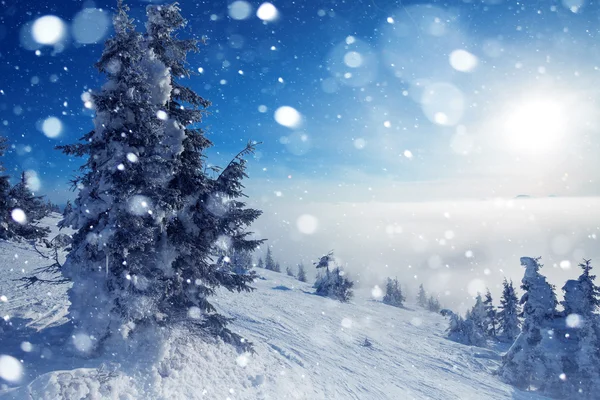 Trees covered with hoarfrost and snow in mountains — Stock Photo, Image