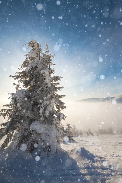 Hüvelykfákkal borított fák és hó a hegyekben — Stock Fotó