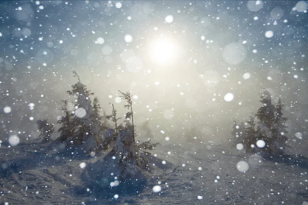 山の中の霜や雪に覆われた木 — ストック写真