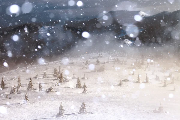 Bomen bedekt met ijzel en sneeuw in de bergen — Stockfoto