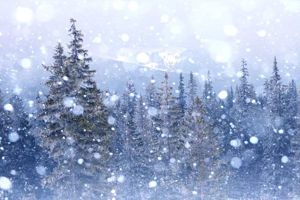 Bomen bedekt met ijzel en sneeuw in de bergen — Stockfoto