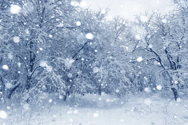 Winterlandschap, bomen bedekt met sneeuw — Stockfoto