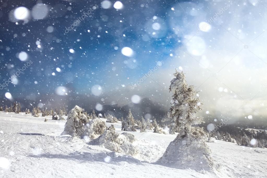 Trees covered with hoarfrost and snow in mountains