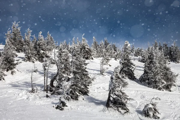 山上覆盖着白霜和雪的树木 — 图库照片