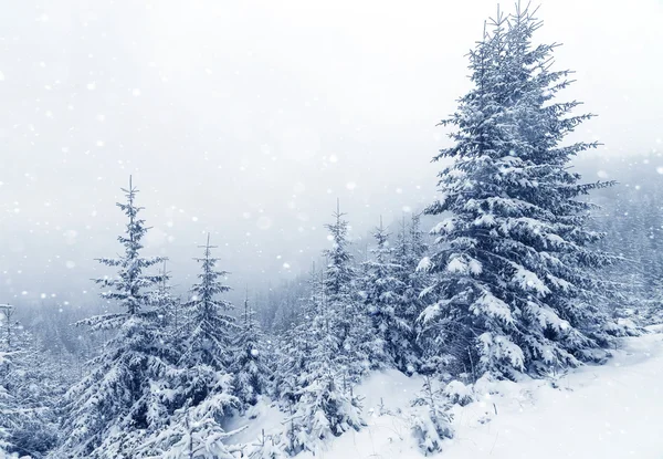 Bosque nublado de abeto cubierto de nieve en paisaje de invierno . — Foto de Stock