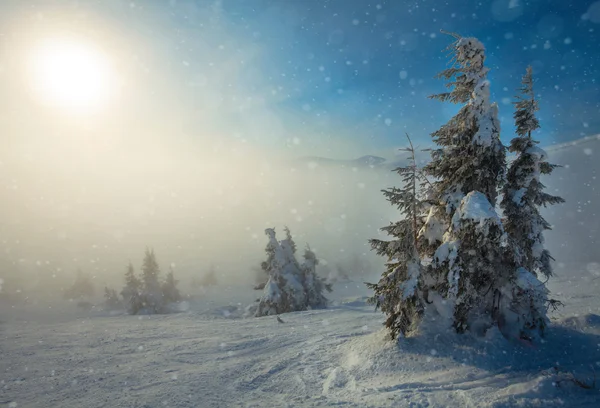 山上覆盖着白霜和雪的树木 — 图库照片