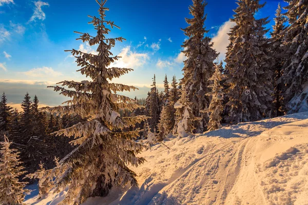 山上覆盖着白霜和雪的树木 — 图库照片