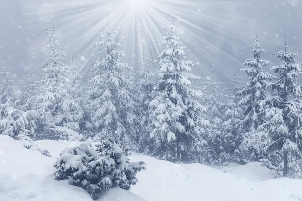 雪に覆われたモミの森で美しい冬の山を風景します。 — ストック写真