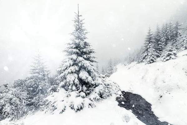 Beautiful winter mountains landscape with snowy fir forest — Stock Photo, Image