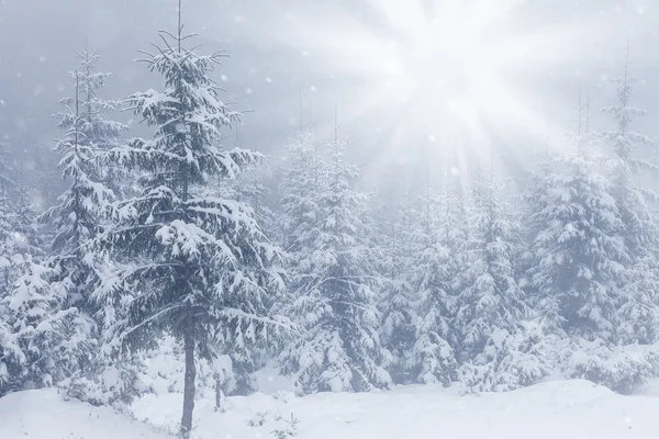 Mooie winter bergen landschap met besneeuwde fir bos — Stockfoto