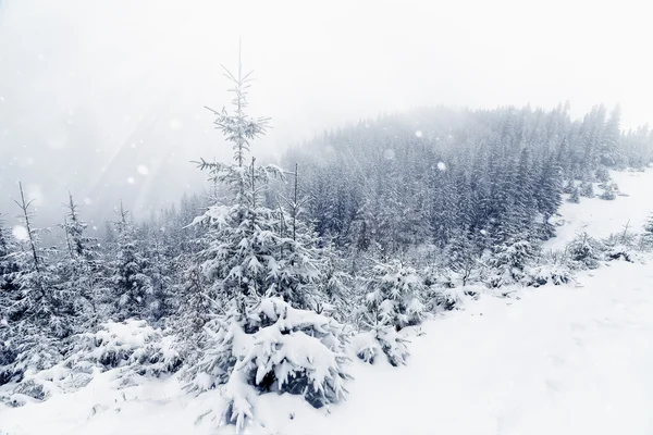 美丽的冬天山区景观与雪杉木林 — 图库照片
