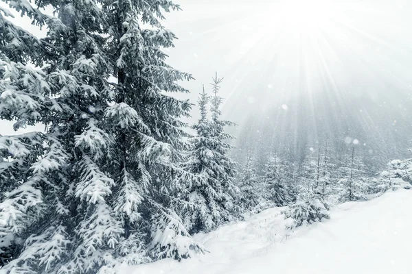 Hermoso paisaje de montañas de invierno con bosque de abeto nevado — Foto de Stock