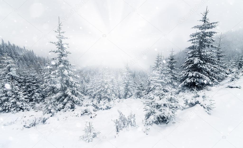 Beautiful winter mountains landscape with snowy fir forest