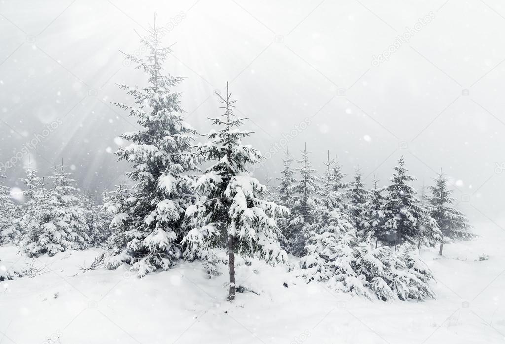 Beautiful winter mountains landscape with snowy fir forest