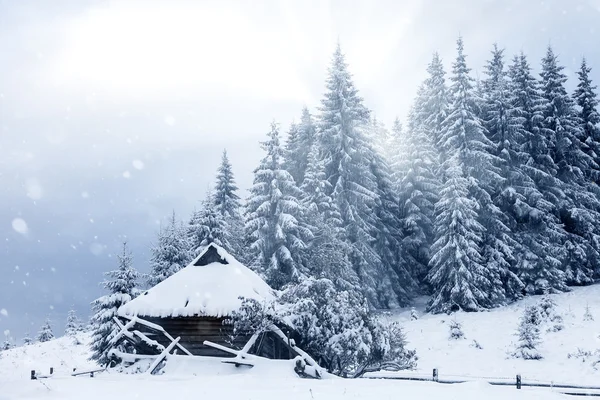 Árboles cubiertos de heladas y nieve en las montañas — Foto de Stock