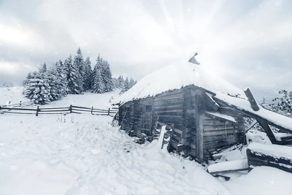 Stromy pokryté chrastí a sněhem v horách — Stock fotografie