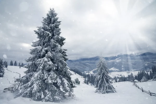 Árboles cubiertos de heladas y nieve en las montañas — Foto de Stock