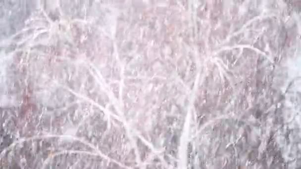 Fondo de caída de nieve que sopla rápido en ventisca de invierno — Vídeo de stock