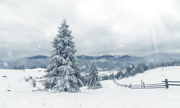 Hermoso paisaje de invierno con árboles cubiertos de nieve — Foto de Stock