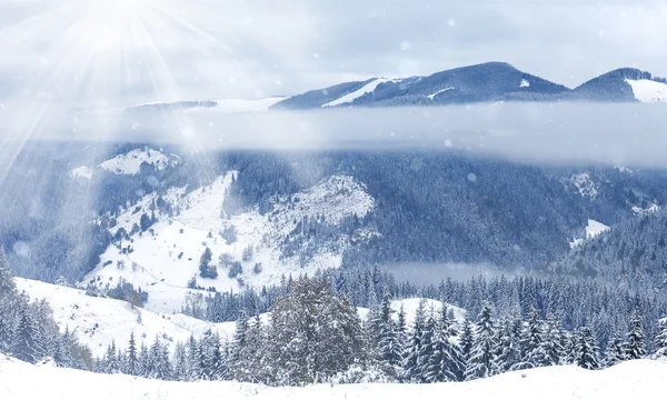 Hermoso paisaje de invierno con árboles cubiertos de nieve — Foto de Stock