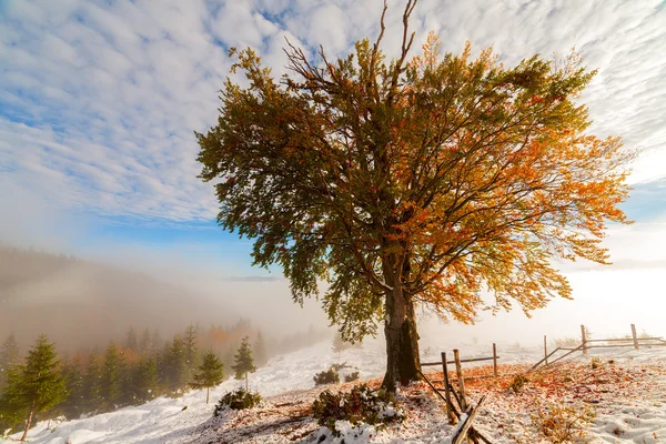 Nebel auf dem Berg — Stockfoto