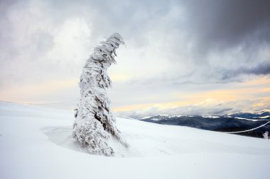 Kötü hava dağlarda. Kış manzarası. Fırtına bulutları ile bulutlu akşam. Karpatlar, Ukrayna, Europe